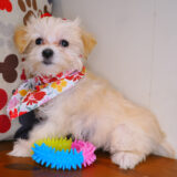 Gemelli Bichapoo 01