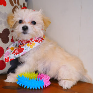 Gemelli Bichapoo 01