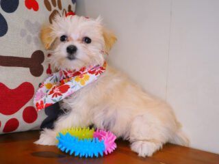 Gemelli Bichapoo 01