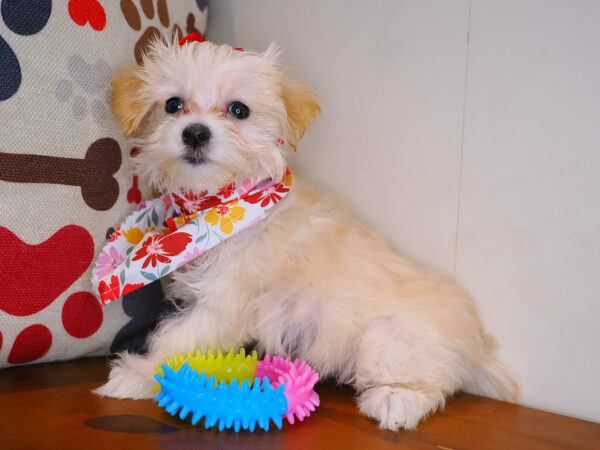 Gemelli Bichapoo 01