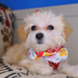 Gemelli Bichapoo 02