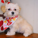 Gemelli Bichapoo 03