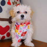 Gemelli Bichapoo 04