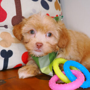 Gerbil Shihpoo 01