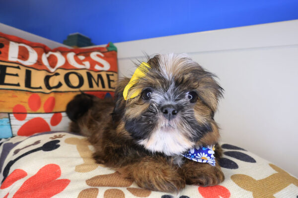 Gertie Shorkie 01