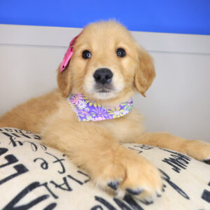 Gingerale Golden Retriever 01