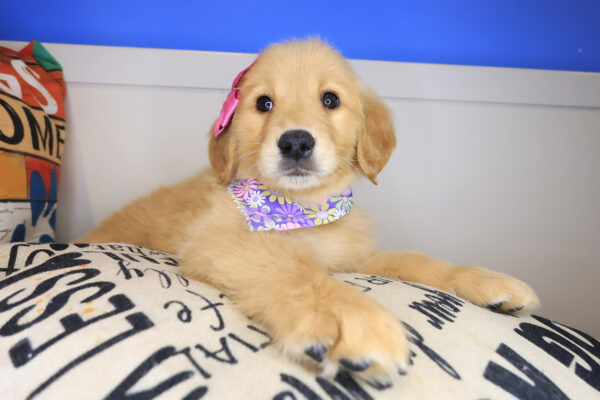 Gingerale Golden Retriever 01