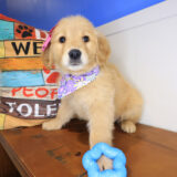 Gingerale Golden Retriever 02