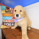 Gingerale Golden Retriever 03