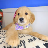 Gingerale Golden Retriever 04