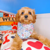 Giulia Cavapoo 01