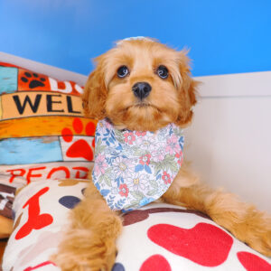 Giulia Cavapoo 01