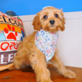 Giulia Cavapoo 02