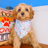 Giulia Cavapoo 03