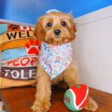 Giulia Cavapoo 04