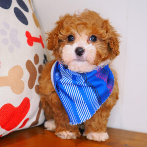 Harley Poodle 01