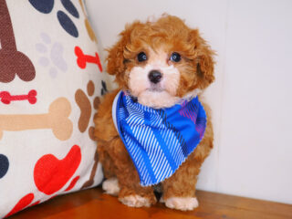 Harley Poodle 01