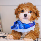 Harley Poodle 02