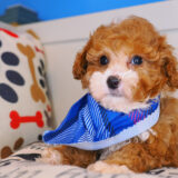Harley Poodle 03