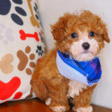 Harley Poodle 04