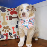 Hera Austrailan Shepherd 03
