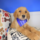 Hunter Golden Retriever 01