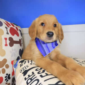 Hunter Golden Retriever 01
