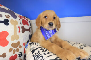 Hunter Golden Retriever 01