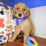 Hunter Golden Retriever 02
