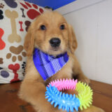 Hunter Golden Retriever 03