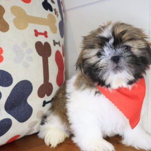 Ilomantsi Shih Tzu 01
