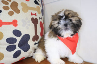Ilomantsi Shih Tzu 01