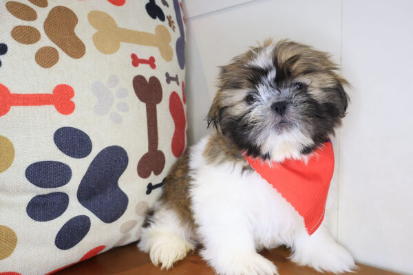 Ilomantsi Shih Tzu 01