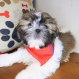 Ilomantsi Shih Tzu 02