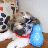 Ilomantsi Shih Tzu 03