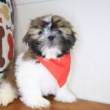 Ilomantsi Shih Tzu 04