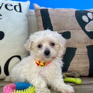 Jack Maltese 01