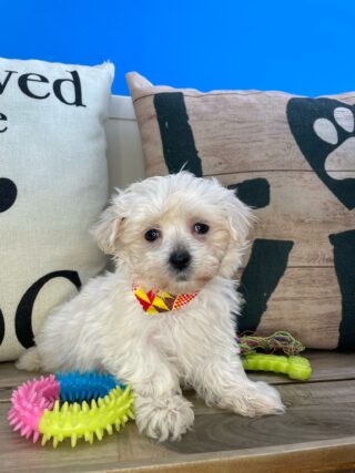 Jack Maltese 01