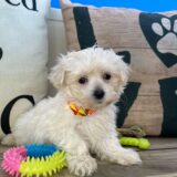 Jack Maltese 02