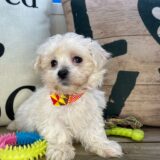 Jack Maltese 03