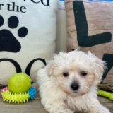 Jack Maltese 04