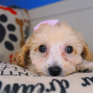 Jade Bichapoo 01