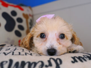 Jade Bichapoo 01