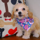 Jade Bichapoo 02