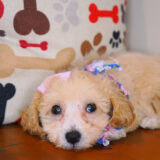 Jade Bichapoo 04
