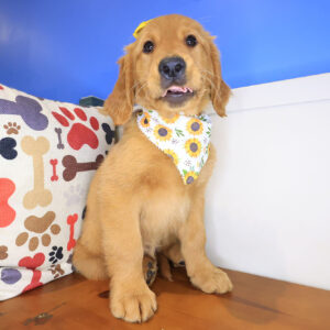 Jazz Golden Retriever 01