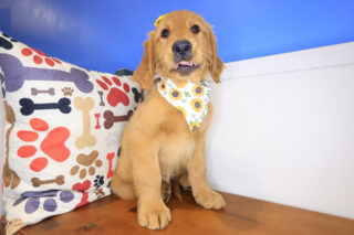 Jazz Golden Retriever 01