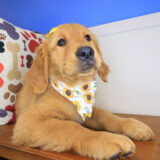 Jazz Golden Retriever 02