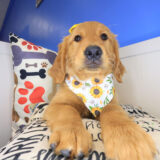 Jazz Golden Retriever 03