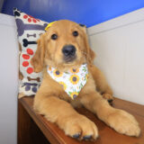 Jazz Golden Retriever 04